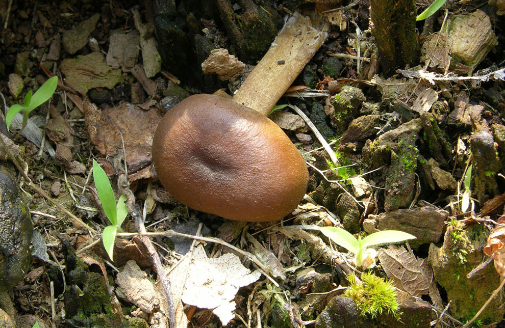 Callistosporium xanthophyllum (Malen�on & Bert.) Bon